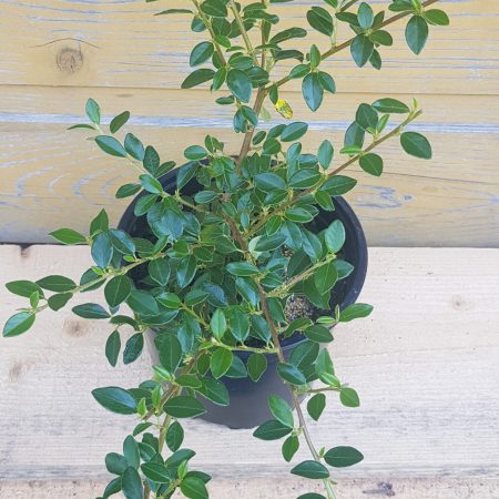 Cotoneaster radicans