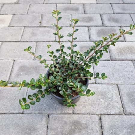 CotoneasterHorizontalis