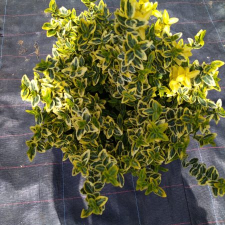 Euonymus fortunei Emerald'n Gold