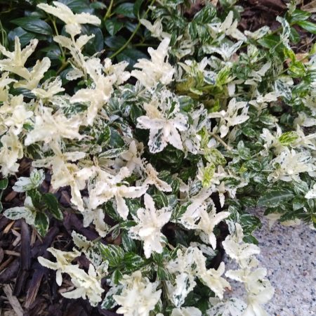 Euonymus fortunei Harlequin