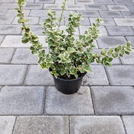 EuonymusFGaiety