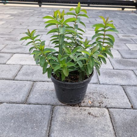 Hypericum