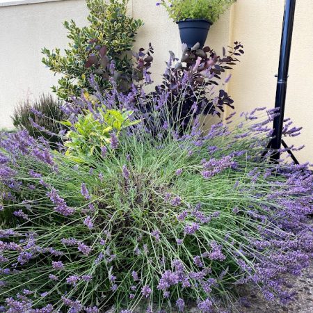Lavandula angustifolia