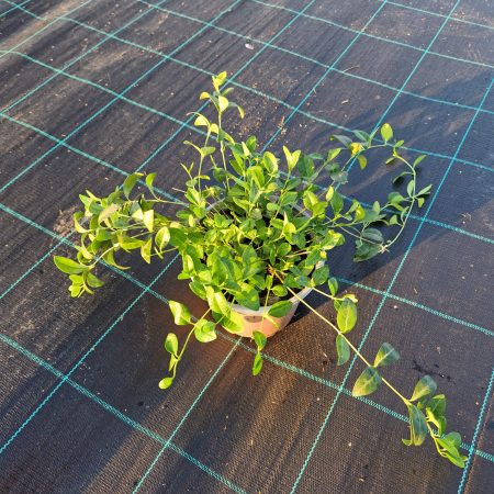 Vinca